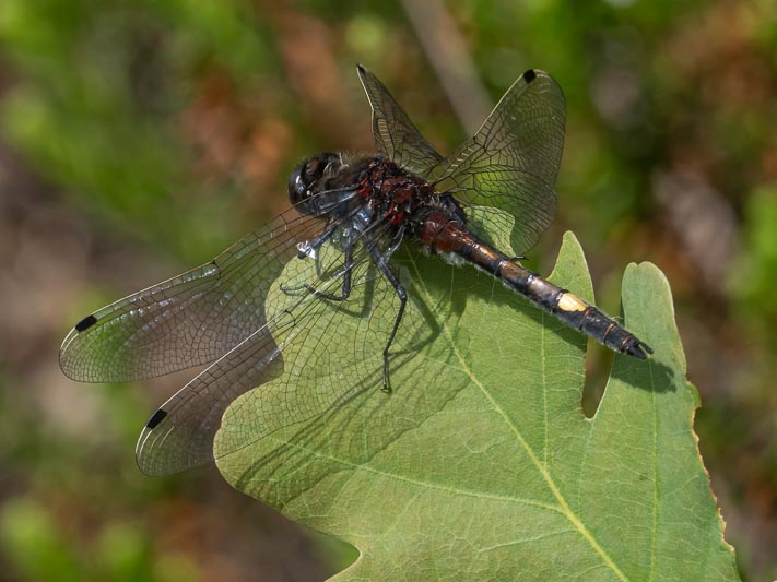 Leucorrhinia pectoralis (Yellow-spotted Whiteface)-2.jpg